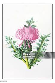 Attēlu rezultāti vaicājumam “Cirsium acaule”