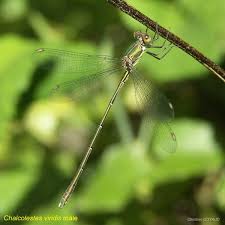 Attēlu rezultāti vaicājumam “Chalcolestes viridis”