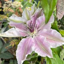 Attēlu rezultāti vaicājumam “Clematis flower”