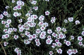 Image result for Steinnelke