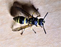 Attēlu rezultāti vaicājumam “Ancistrocerus sp. male”