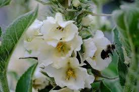 Attēlu rezultāti vaicājumam “Verbascum thapsus flower”