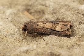 Attēlu rezultāti vaicājumam “Crambus lathoniellus”