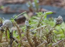 Attēlu rezultāti vaicājumam “Arrhenia retiruga”