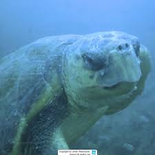 Image result for Caretta caretta