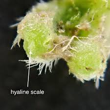 Attēlu rezultāti vaicājumam “Riccia sorocarpa macro”