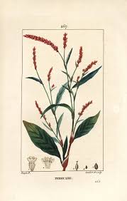 Attēlu rezultāti vaicājumam “Persicaria hydropiper”