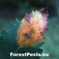 Attēlu rezultāti vaicājumam “Gymnosporangium cornutum”