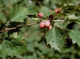 Attēlu rezultāti vaicājumam “Crataegus x macrocarpa fruit”