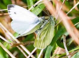Attēlu rezultāti vaicājumam “Pieris napi female”