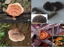 Attēlu rezultāti vaicājumam “Pycnoporus cinnabarinus”