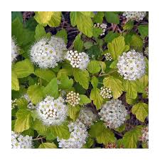 Attēlu rezultāti vaicājumam “Physocarpus opulifolius”