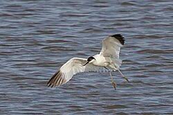 Attēlu rezultāti vaicājumam “Recurvirostra avosetta”