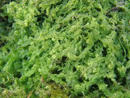 Attēlu rezultāti vaicājumam “Calypogeia fissa”