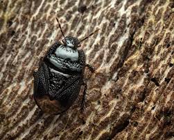 Attēlu rezultāti vaicājumam “Cydnidae”