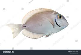 Image result for Acanthurus bahianus