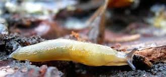 Attēlu rezultāti vaicājumam “Malacolimax tenellus”