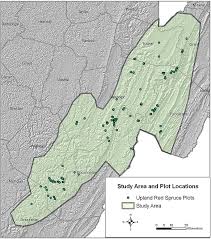 Attēlu rezultāti vaicājumam “Licea pusilla young”