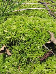 Attēlu rezultāti vaicājumam “Sphagnum girgensohnii”