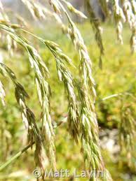 Attēlu rezultāti vaicājumam “Cinna latifolia”