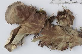 Attēlu rezultāti vaicājumam “Peltigera praetextata”