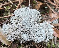 Attēlu rezultāti vaicājumam “Cladonia rangiferina”