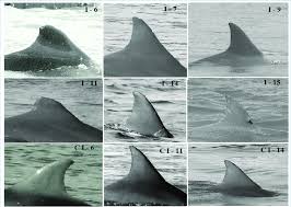 Image result for Tursiops truncatus