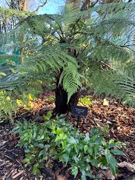 Attēlu rezultāti vaicājumam “Weissia squarrosa”