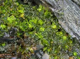 Attēlu rezultāti vaicājumam “Syntrichia”