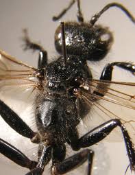 Attēlu rezultāti vaicājumam “Badhamia affinis macro”