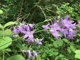 Image result for Campanula rapunculus