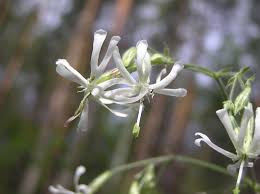 Attēlu rezultāti vaicājumam “Silene nutans flower”