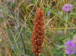 Attēlu rezultāti vaicājumam “Orobanche elatior”