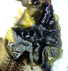 Attēlu rezultāti vaicājumam “Collema flaccidum”