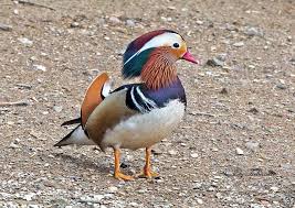 Attēlu rezultāti vaicājumam “Aix galericulata male”