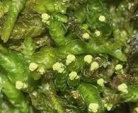 Attēlu rezultāti vaicājumam “Odontoschisma sphagni”