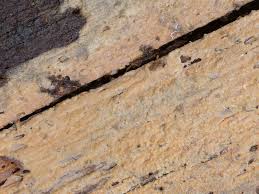 Attēlu rezultāti vaicājumam “Phlebia serialis”