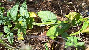 Attēlu rezultāti vaicājumam “Verbascum blattaria leaf”