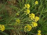 Brassicaceae <b>Brassica napus</b>