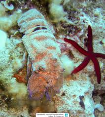 Image result for Scyllarides latus