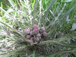 Attēlu rezultāti vaicājumam “Cirsium palustre flower”