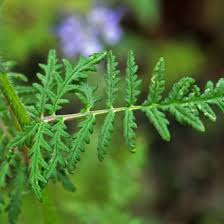 Attēlu rezultāti vaicājumam “Phacelia tanacetifolia”