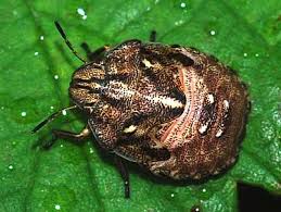 Attēlu rezultāti vaicājumam “Eurygaster testudinaria”