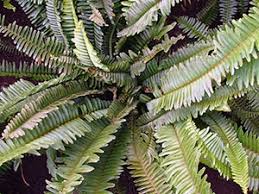 Image result for НЕФРОЛЕПИС (Nephrolepis