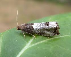 Attēlu rezultāti vaicājumam “Notocelia roborana”