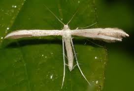 Attēlu rezultāti vaicājumam “Adaina microdactyla”