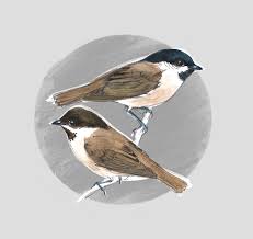 Attēlu rezultāti vaicājumam “Poecile palustris”