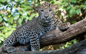 Afbeeldingsresultaat voor panters