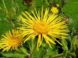 Image result for Inula helenium