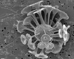 Attēlu rezultāti vaicājumam “Tubifera sp.”